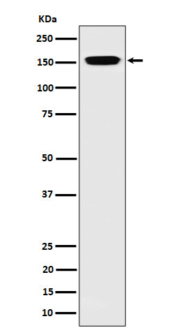 Western blot analysis of NUP155 expression in 293 cell lysate.