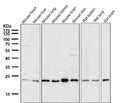All lanes use the Antibody at 1:2K dilution for 1 hour at room temperature.