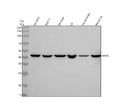 Anti-HRH3 Rabbit Monoclonal Antibody