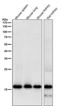 All lanes use the Antibody at 1:1k dilution for 1 hour at room temperature.