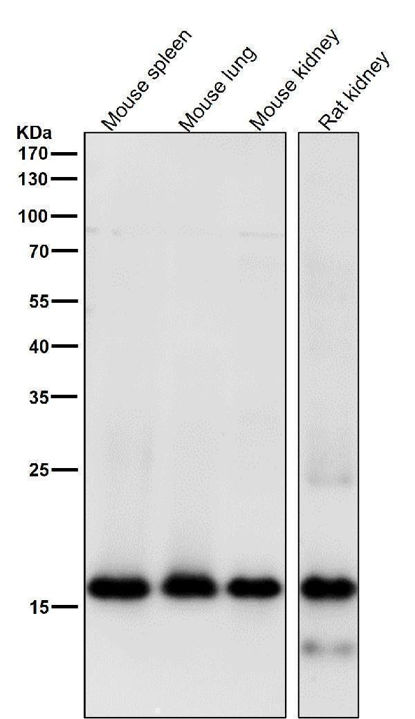 All lanes use the Antibody at 1:1k dilution for 1 hour at room temperature.