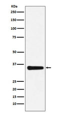 Western blot analysis of MED4 expression in HepG2 cell lysate.