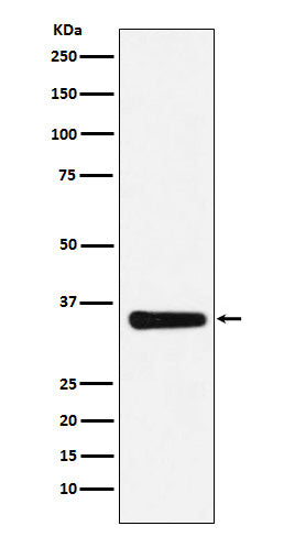 Western blot analysis of MED4 expression in HepG2 cell lysate.