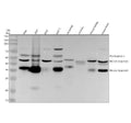 Anti-Legumain Rabbit Monoclonal Antibody