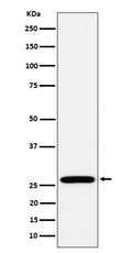 Western blot analysis of RPL13 expression in MCF7 cell lysate.