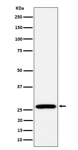 Western blot analysis of RPL13 expression in MCF7 cell lysate.