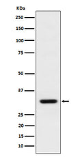 Western blot analysis of BCL2L12 expression in MCF7 cell lysate.