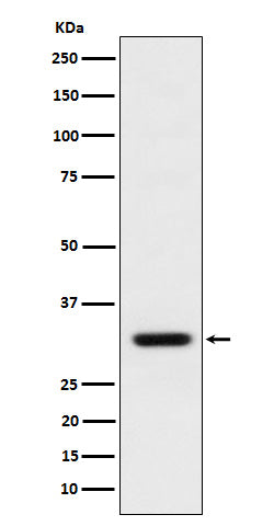 Western blot analysis of BCL2L12 expression in MCF7 cell lysate.