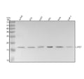 Anti-LMO4 Rabbit Monoclonal Antibody