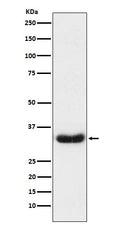Western blot analysis of LEFTY1 + LEFTY2 expression in Caco2 cell lysate.