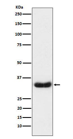 Western blot analysis of LEFTY1 + LEFTY2 expression in Caco2 cell lysate.