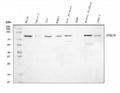 Anti-Semaphorin 3B/SEMA3B Antibody Picoband® (monoclonal, 9C4F7)