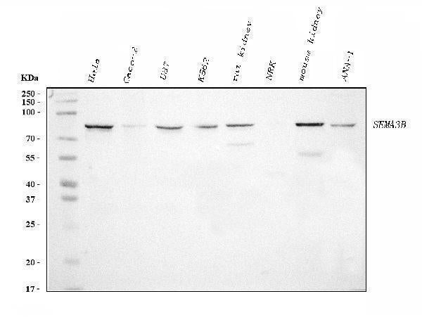 Anti-Semaphorin 3B/SEMA3B Antibody Picoband® (monoclonal, 9C4F7)
