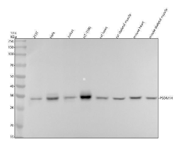 Anti-PSMD14 Rabbit Monoclonal Antibody