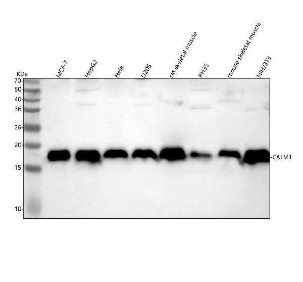 Anti-Calmodulin Rabbit Monoclonal Antibody