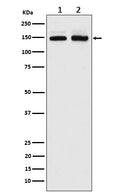 Anti-PI 3 Kinase R4 Rabbit Monoclonal Antibody