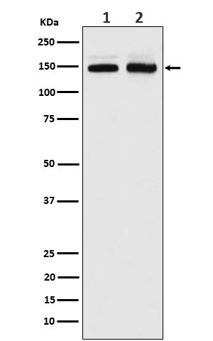 Anti-PI 3 Kinase R4 Rabbit Monoclonal Antibody