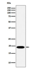 Western blot analysis of MSRB3 expression in HeLa cell lysate.