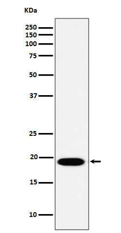 Western blot analysis of MSRB3 expression in HeLa cell lysate.