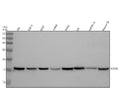 Anti-RPS20/Ribosomal Protein S20 Rabbit Monoclonal Antibody