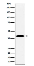 Western blot analysis of Pleckstrin expression in Raji cell lysate.