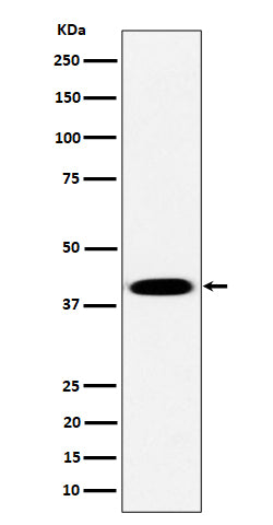 Western blot analysis of Pleckstrin expression in Raji cell lysate.