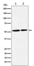Western blot analysis of NRG3 expression in (1) SH-SY5Y cell lysate; (2) C6 cell lysate.