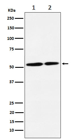 Western blot analysis of NRG3 expression in (1) SH-SY5Y cell lysate; (2) C6 cell lysate.