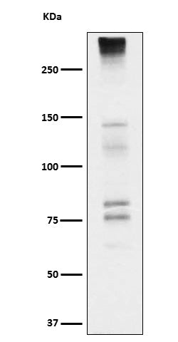Western blot analysis of Neurocan expression in Fetal brain cell lysate.