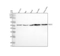 Anti-PI 3 Kinase p55 gamma PIK3R3 Rabbit Monoclonal Antibody