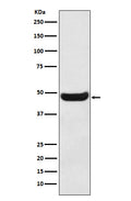 Western blot analysis of BHMT expression in Human fetal kidney lysate.