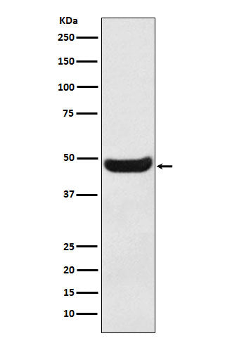 Western blot analysis of BHMT expression in Human fetal kidney lysate.