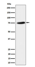 Western blot analysis of PPM1G expression in HeLa cell lysate.