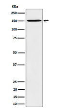 Western blot analysis of HDLBP expression in HeLa cell lysate.