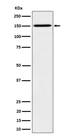 Western blot analysis of HDLBP expression in HeLa cell lysate.