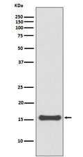 Western blot analysis of SUMO4 expression in 293T cell lysate.