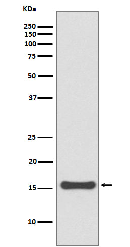 Western blot analysis of SUMO4 expression in 293T cell lysate.