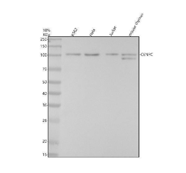 Anti-CENPC Rabbit Monoclonal Antibody