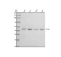 Anti-Inhibin beta A Rabbit Monoclonal Antibody