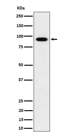 Western blot analysis of IFT88 expression in HepG2 cell lysate.