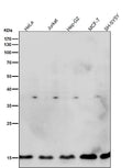 All lanes use the Antibody at 1:5K dilution for 1 hour at room temperature.