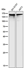 All lanes use the Antibody at 1:3W dilution for 1 hour at room temperature.
