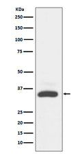 Western blot analysis of MAD2L1BP expression in A431 cell lysate.