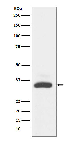 Western blot analysis of MAD2L1BP expression in A431 cell lysate.