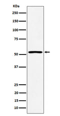 Western blot analysis of SAMM50 expression in HepG2 cell lysate.