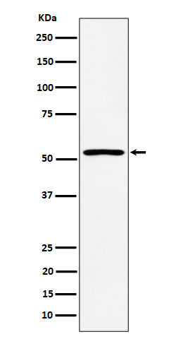 Western blot analysis of SAMM50 expression in HepG2 cell lysate.