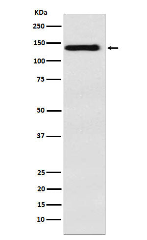 Western blot analysis of Integrin alpha 9 expression in HepG2 cell lysate.