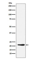 Western blot analysis of GDF3 expression in 293T cell lysate.