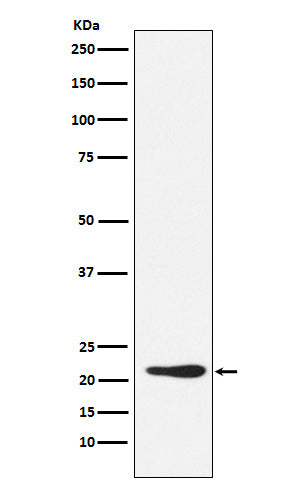 Western blot analysis of GDF3 expression in 293T cell lysate.