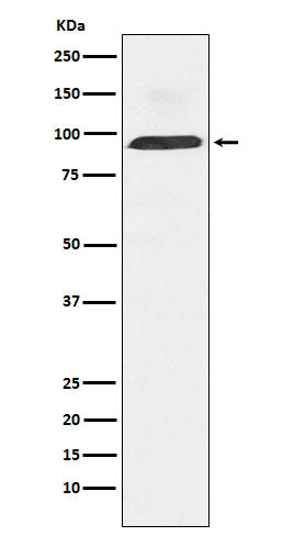 Western blot analysis of Dynamin 3 expression in Human fetal brain lysate.